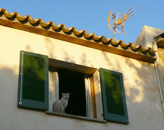 kočka v okně